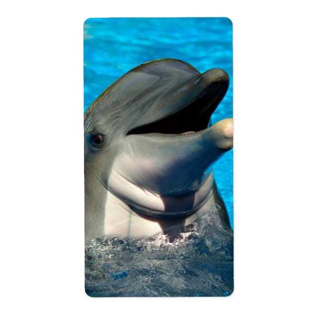 Bottlenosdolphin head fraktsedel (Framsidan)