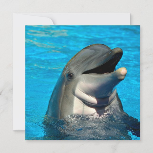 Bottlenosdolphin head julkort (Framsida)
