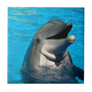 Bottlenosdolphin head kakelplatta