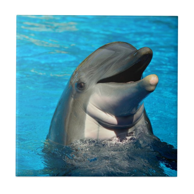 Bottlenosdolphin head kakelplatta (Framsidan)