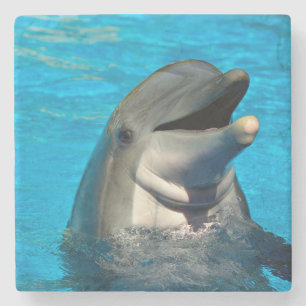 Bottlenosdolphin head stenunderlägg