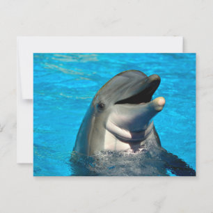 Bottlenosdolphin head vykort