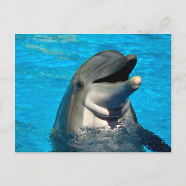 Bottlenosdolphin head vykort (Framsida)