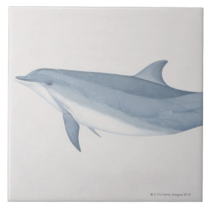 Bottlenosedelfin Kakelplatta