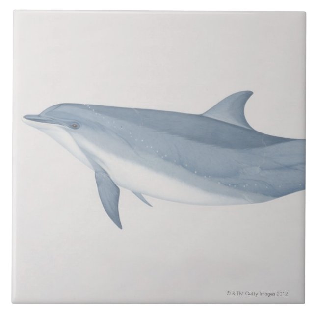 Bottlenosedelfin Kakelplatta (Framsidan)