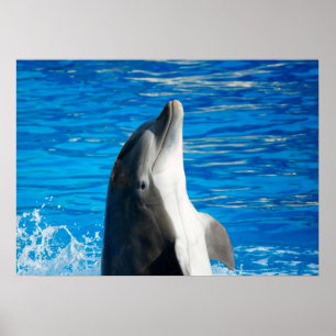 Bottlenosedelfin Poster