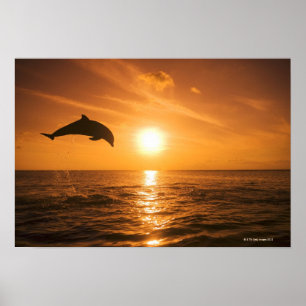 Bottlenosedelfin som hoppar 2 poster