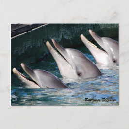 Bottlenosedelfin Vykort