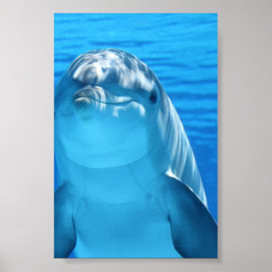 Bottlenosedelfinen ser kameran under vatten poster