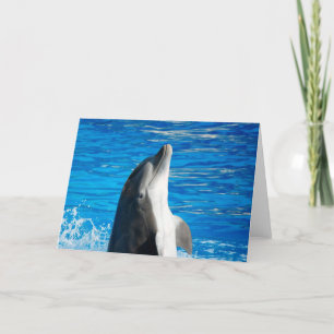 Bottlenosolfin Kort