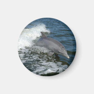 Bottlenosolfin Magnet