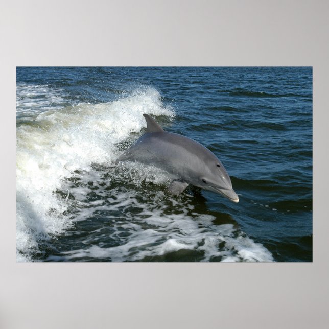 Bottlenosolfin Poster (Framsidan)