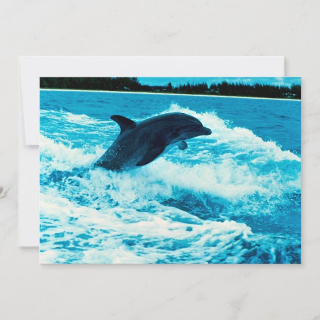 Bottlenosolfin (Tursiops truncatus), Bahama is (Framsida)