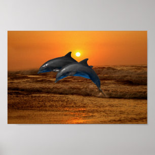 Bottlenosolfin vid solnedgång poster