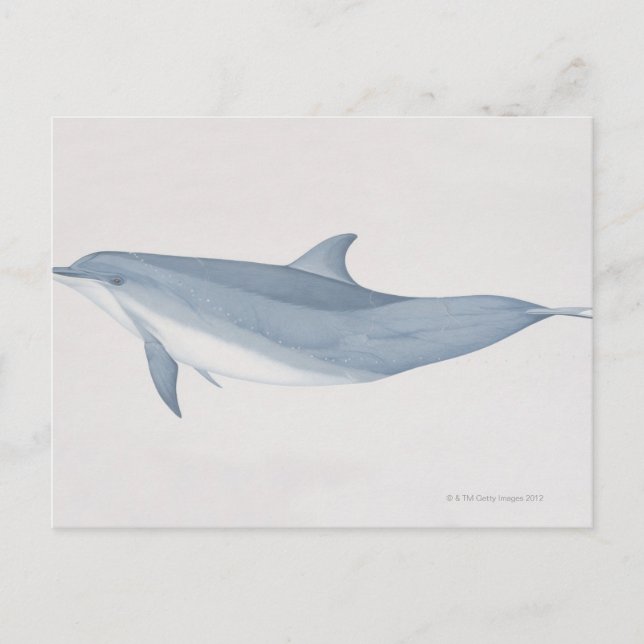 Bottlenosolfin Vykort (Framsida)