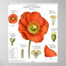 Bottniskt blomsterplans | Vintage blomsterkonst Poster