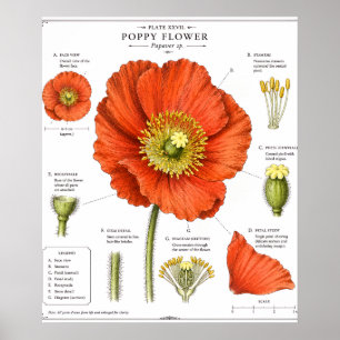 Bottniskt blomsterplans Vintage blomsterkonst Poster