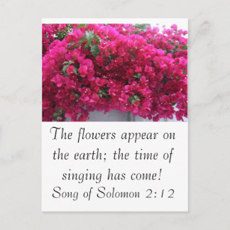 Bougainvilla - Scripture: Sång i Solomon 2:12 Vykort