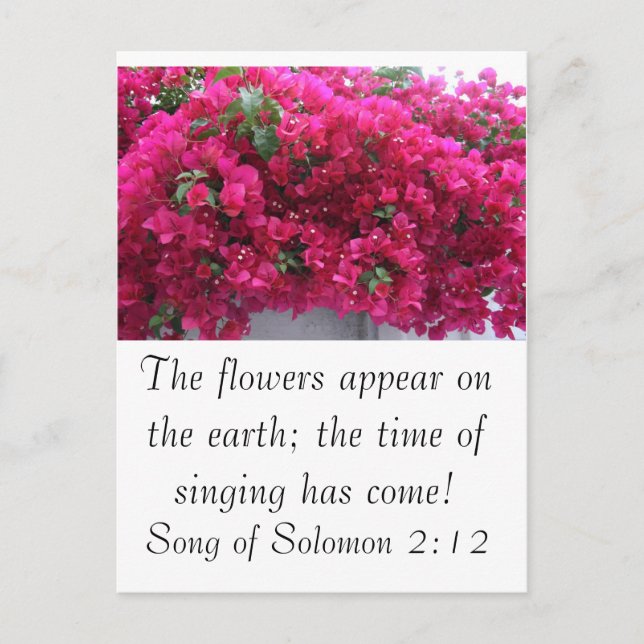 Bougainvilla - Scripture: Sång i Solomon 2:12 Vykort (Framsida)