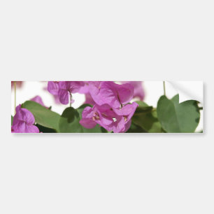 Bougainvillea Bildekal