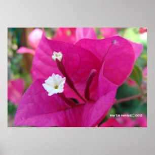 Bougainvillea Blommar Poster