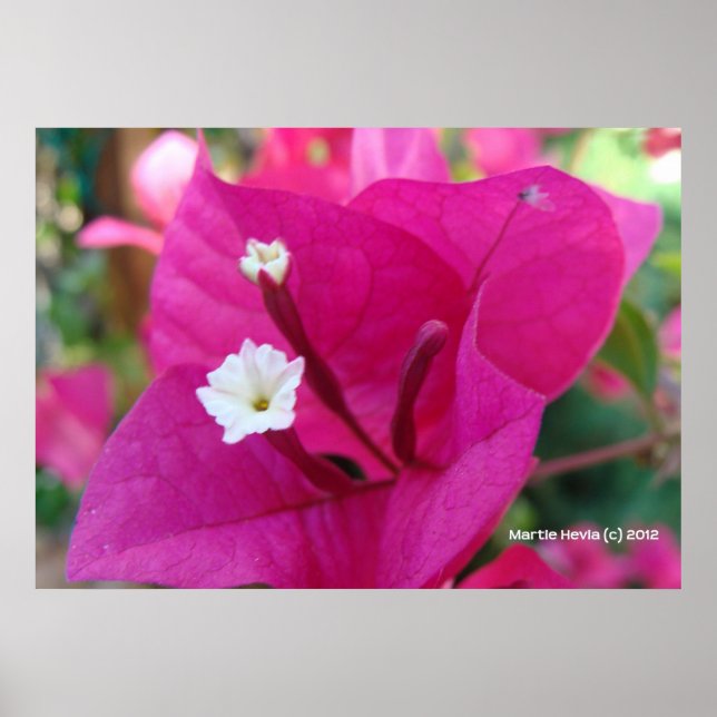 Bougainvillea Blommar Poster (Framsidan)