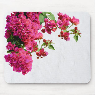 Bougainvillea Blommigt Mediterranean Greece Island Musmatta