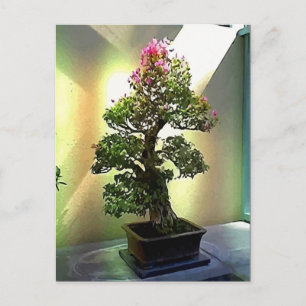 Bougainvillea Bonsai Träd Vykort