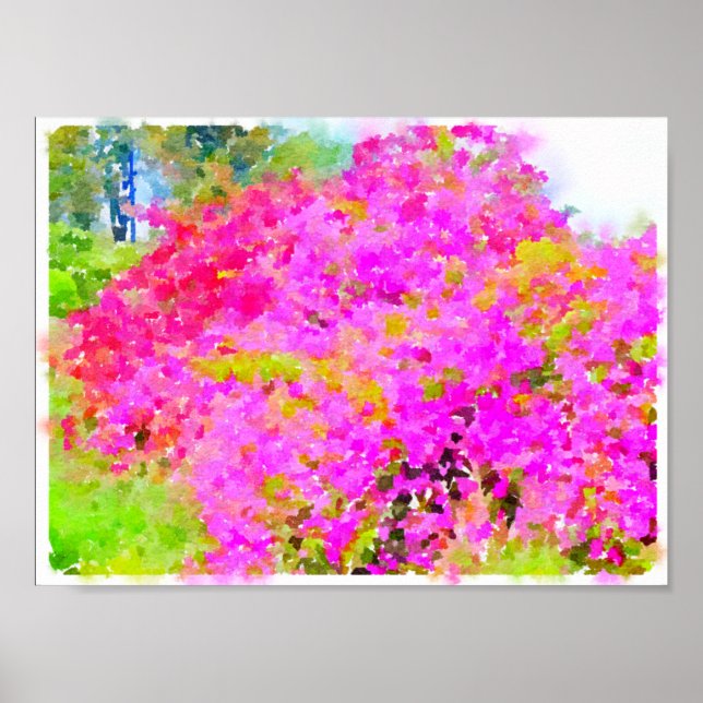 Bougainvillea bush,vattenfärgsmålning poster (Framsidan)