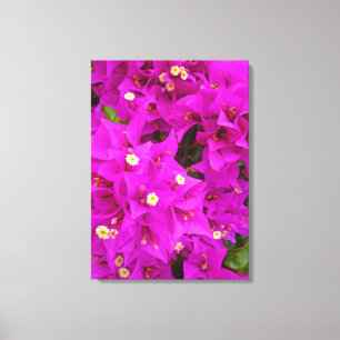 Bougainvillea Canvastryck