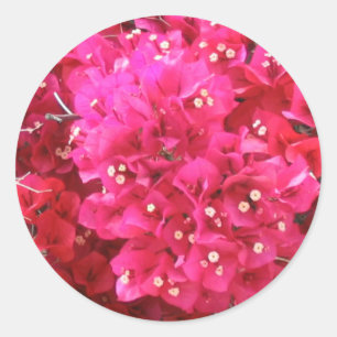 Bougainvillea Flower Sticker Runt Klistermärke