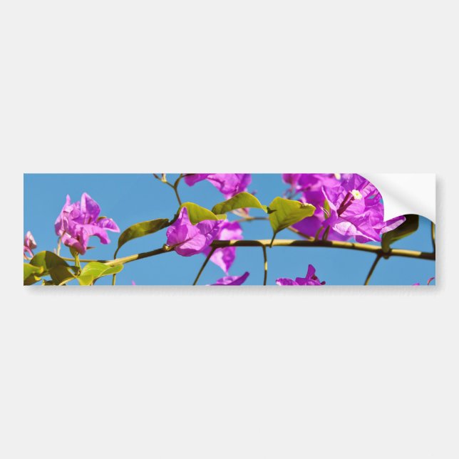 Bougainvillea Flowers Bildekal (Framsidan)