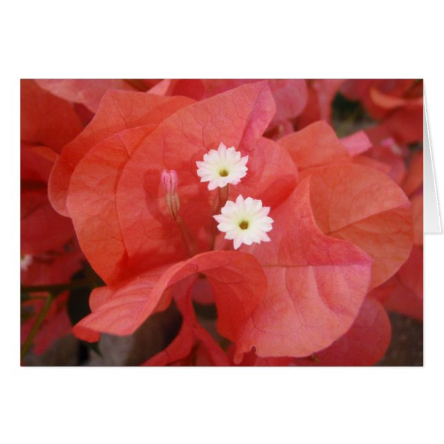 Bougainvillea Flowers Hälsningskort (Framsidan Horizontal)
