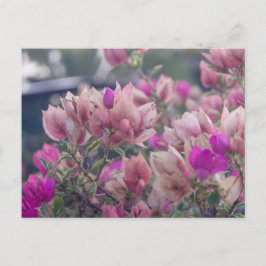 Bougainvillea Flowers Helg Vykort