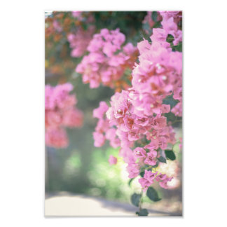 Bougainvillea Fototryck