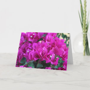 Bougainvillea - hälsningkort kort