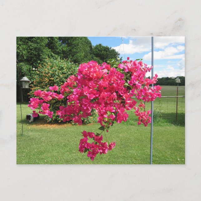 Bougainvillea i Basket Vykort (Framsida)