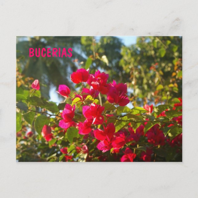 Bougainvillea i Bucerias Vykort (Framsida)