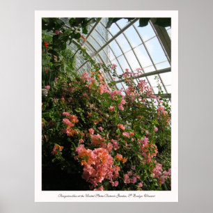 Bougainvillea i United States Botanic Garden Poster