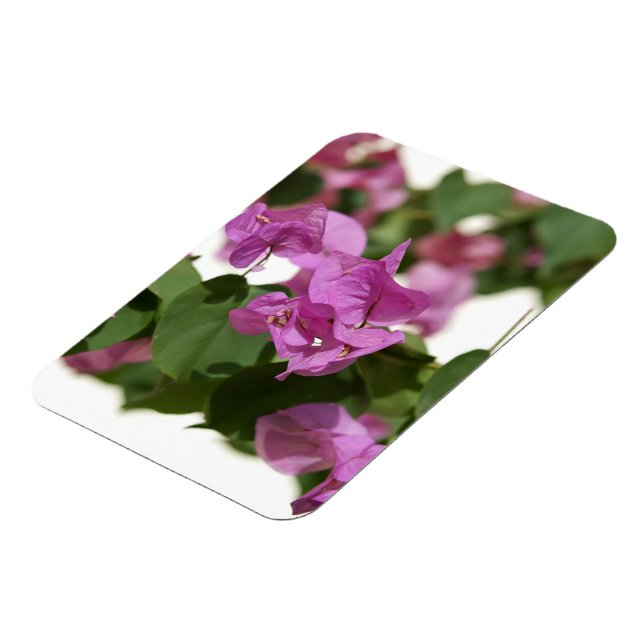 Bougainvillea Magnet (Vänstra Sidan)