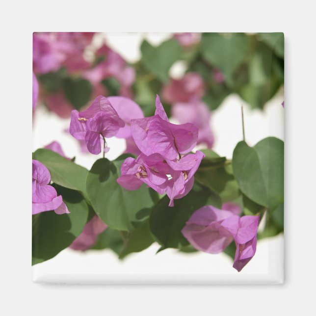 Bougainvillea Magnet (Framsidan)