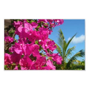Bougainvillea och den tropiska naturområdet Handfl Fototryck