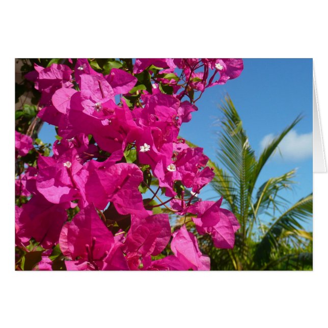 Bougainvillea och den tropiska naturområdet Handfl Hälsningskort (Framsidan Horizontal)
