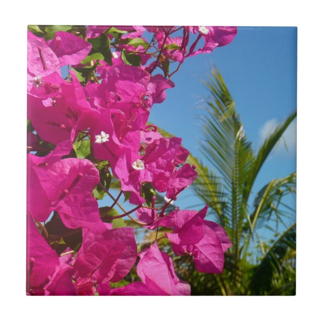 Bougainvillea och den tropiska naturområdet Handfl Kakelplatta (Framsidan)