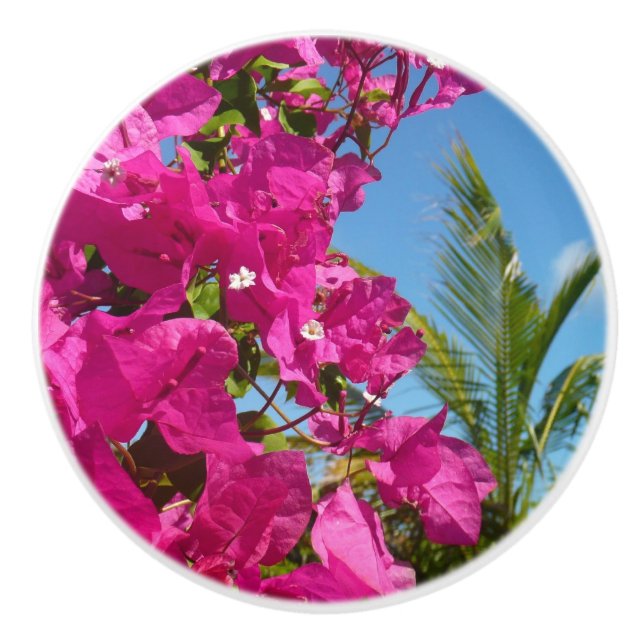 Bougainvillea och den tropiska naturområdet Handfl Knopp (Framsidan)