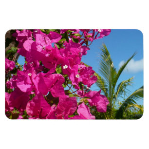 Bougainvillea och den tropiska naturområdet Handfl Magnet