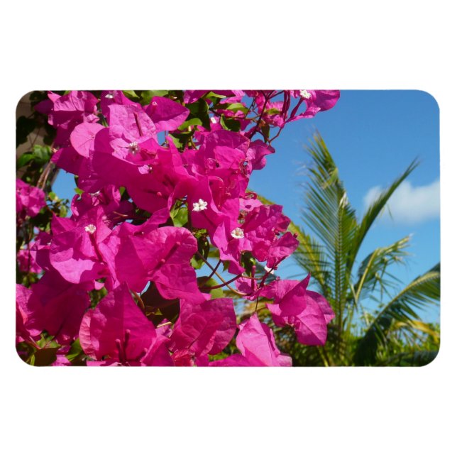 Bougainvillea och den tropiska naturområdet Handfl Magnet (Horisontell)