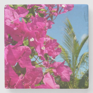 Bougainvillea och den tropiska naturområdet Handfl Stenunderlägg