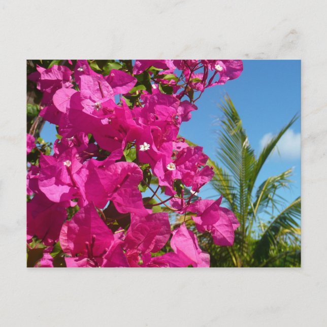 Bougainvillea och den tropiska naturområdet Handfl Vykort (Framsida)