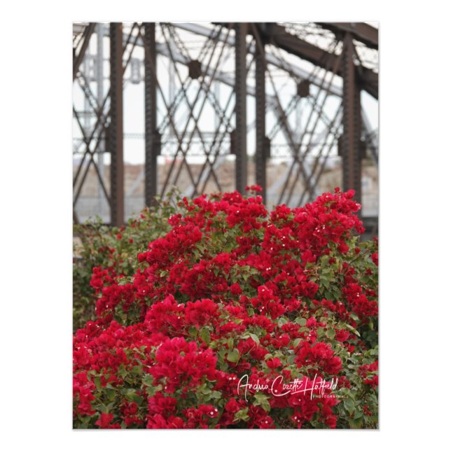 Bougainvillea och Ocean till Ocean Bridge Fototryck (Framsidan)